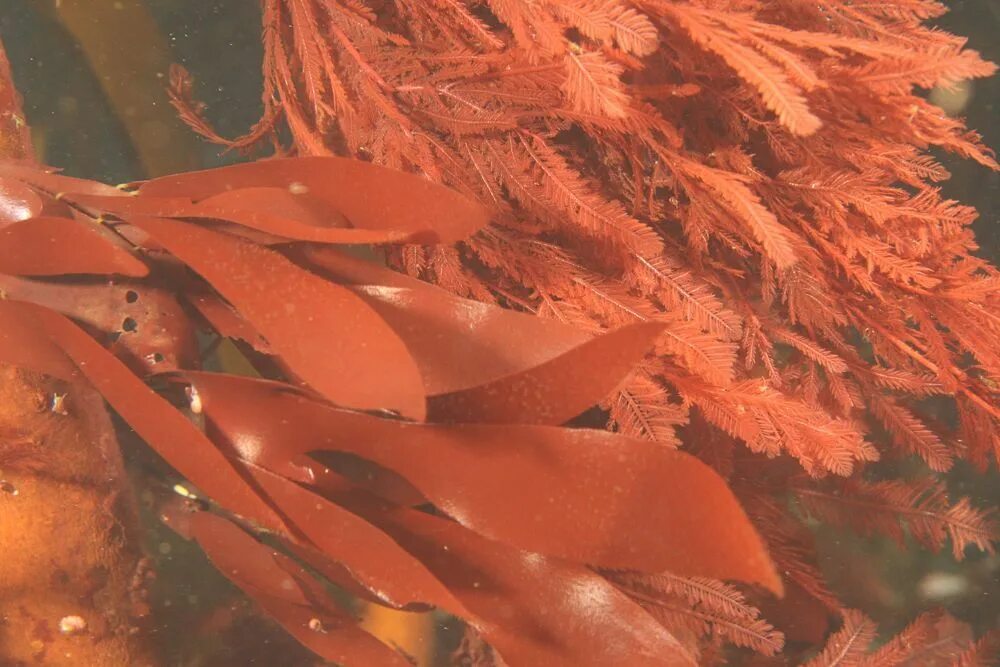 красные водоросли порфира. красные водоросли порфира. зеленые водоросли порфира. зеленые водоросли порфира. красные водоросли порфира.