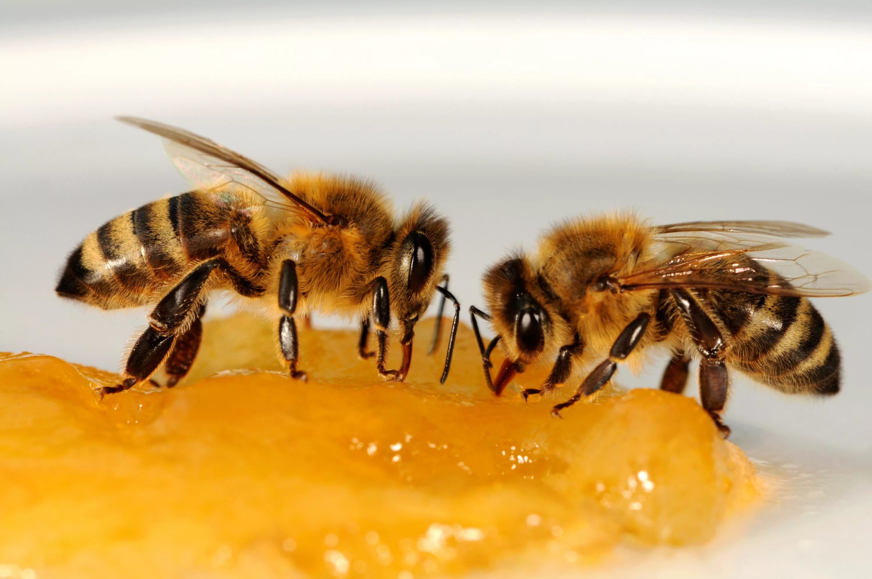 Big honey. Пчела. Пчелы и мед. Медовая пчела. Две пчелы.