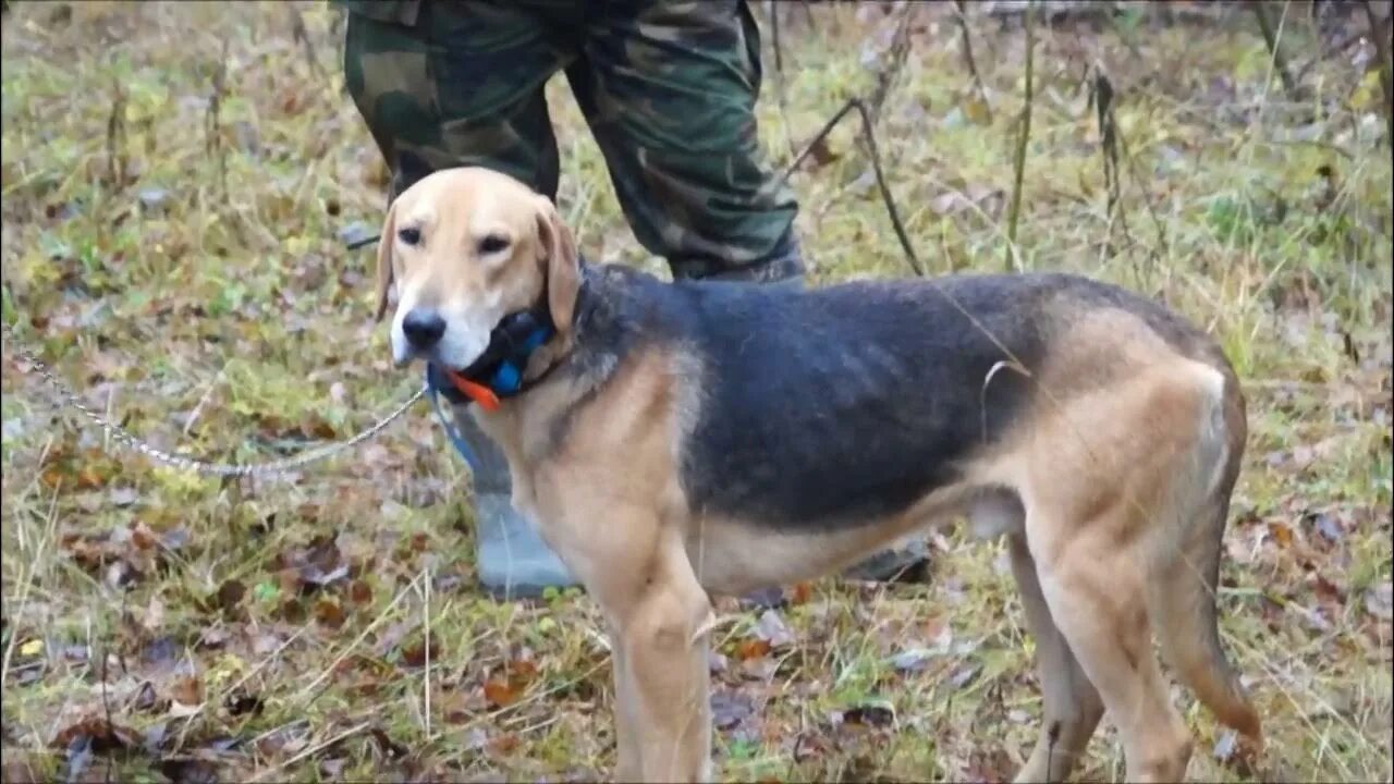 Тамбовский гончий