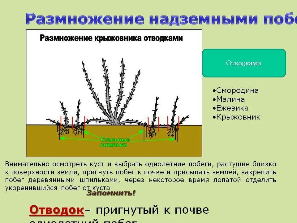 Как размножить смородину от куста. Размножение отводками куста крыжовника. Размножение крыжовника черенками осенью. Вегетативное размножение крыжовника отводками. Черенками смородины отводками крыжовник.