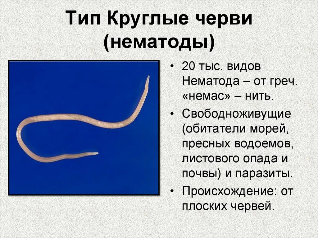 Три признака круглых червей. Nematoda (круглые черви). Круглые черви класс нематоды. Круглые черви 7 класс биология. Тип круглые черви нематоды.