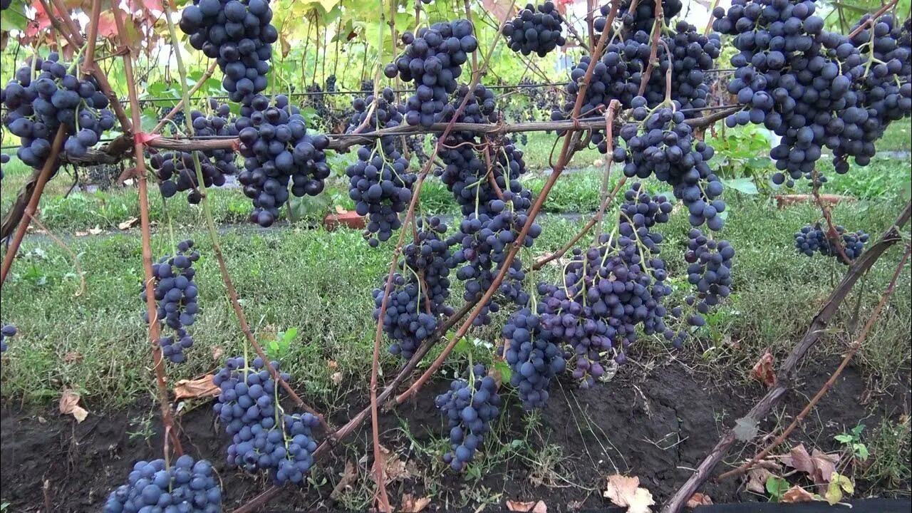 Северный плечистик виноград описание сорта. Плечистик сорт винограда. Плечистик северный виноград описание. Сорт винограда фурор. Виноград северный плечистик.