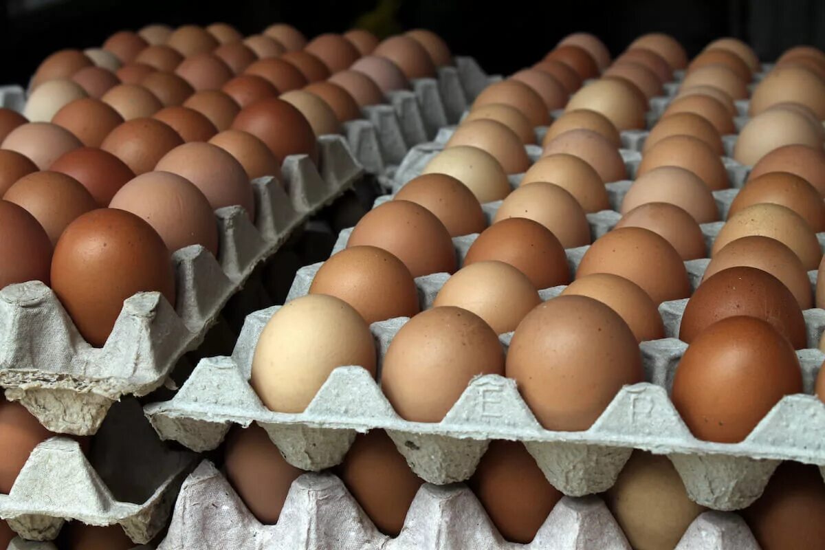 Яйцо куриное. Куча яиц. Много куриных яиц. Яйца производители.