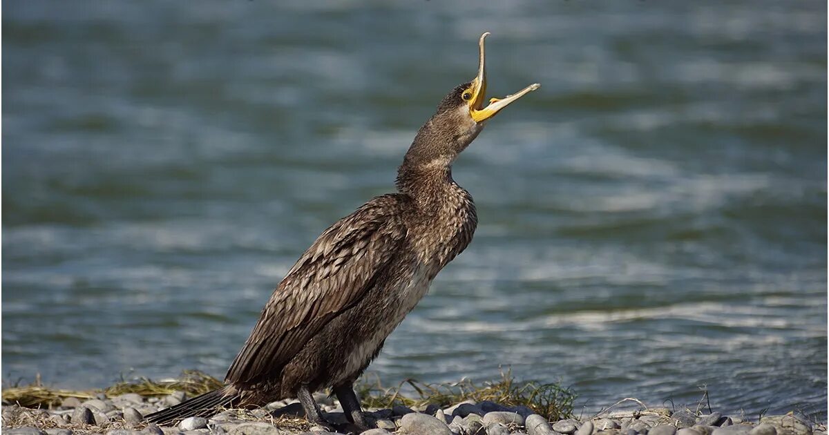 Баклан жаргон. Большой баклан phalacrocorax carbo. нырок черноморский баклан. баклан птица черное море. баргузинский баклан.