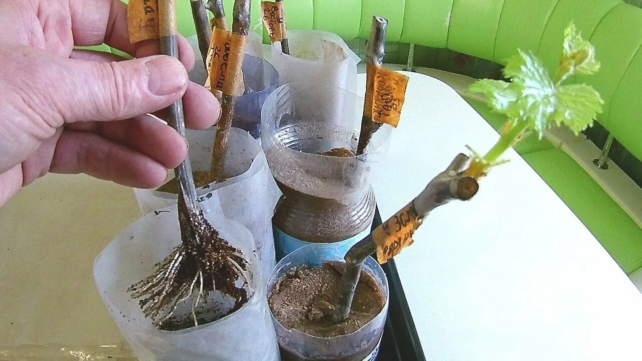 Как правильно посадить чубук весной. Посадка черенков винограда зимой. посадка чубуков винограда зимой в бутылки. черенки в бутылке. укоренение черенков винограда.