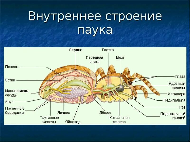 Класс паукообразные органы чувств. Внешнее и внутреннее строение паукообразных. мальпигиевы сосуды паука. выделительная система паукообразных. внешнее и внутреннее строение паука биология 7 класс.