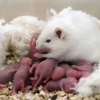 Хомяк во сне для женщины