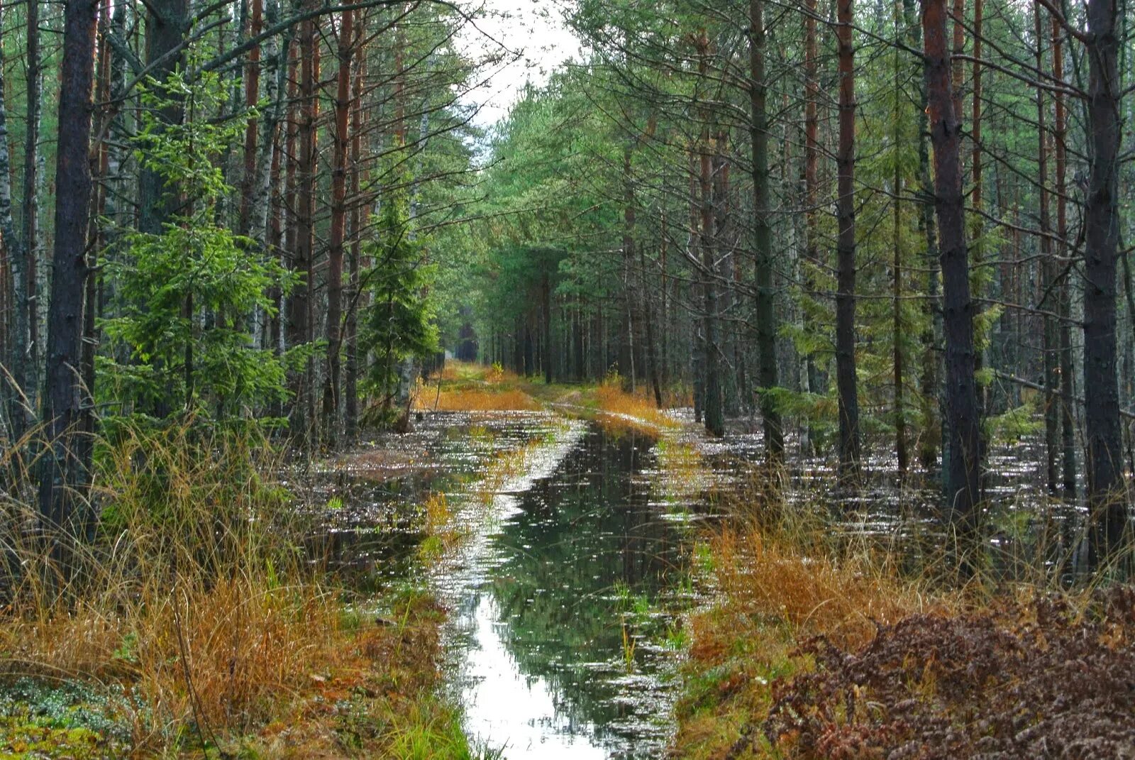 Мещёра болота. Мещера Окский заповедник. Национальный парк Мещера Уршель. Черноольшанник Мещера. Мещера остаток лесного