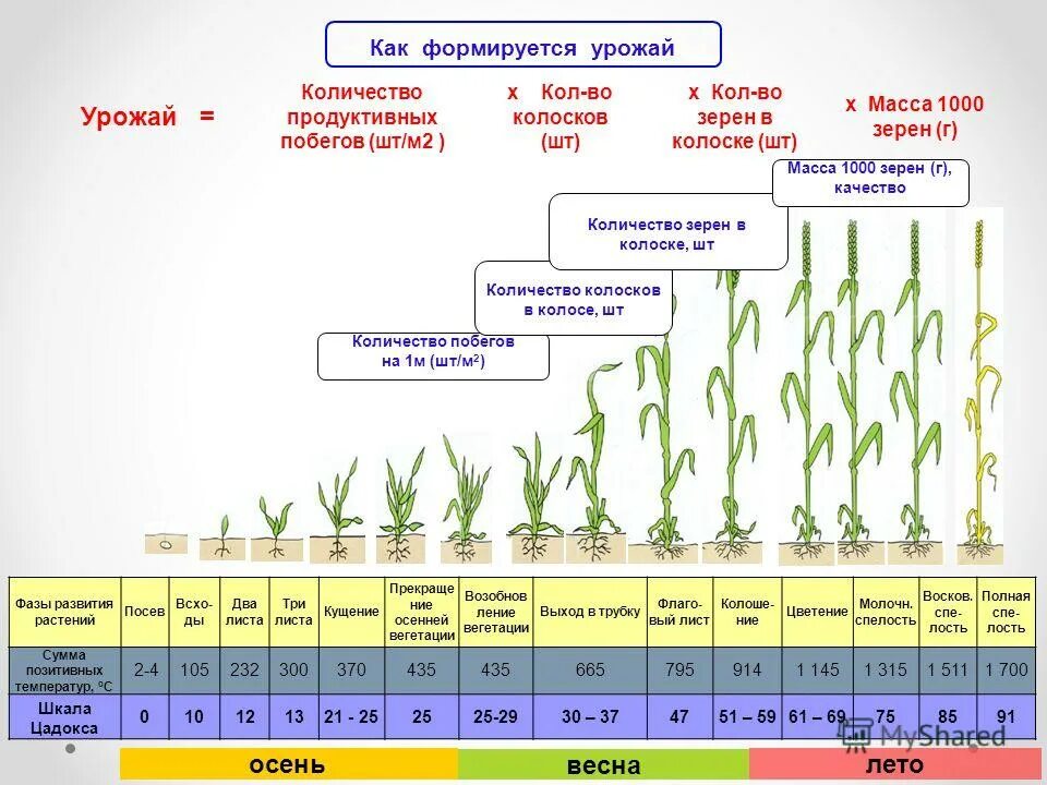 Зрелость время наблюдать. Фазы вегетации озимой пшеницы. Период вегетации Яровой пшеницы. Стадии вегетации озимой пшеницы. Фаза кущения Яровой пшеницы сроки.