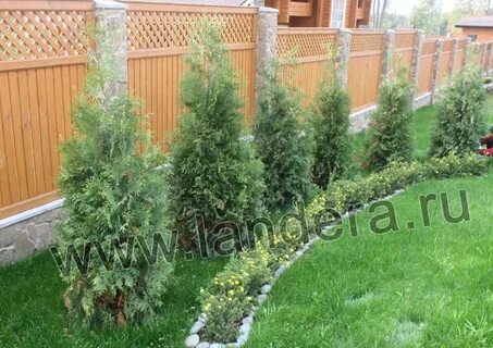 В какое время года лучше сажать туи