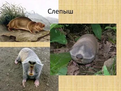 Слепыш где обитает