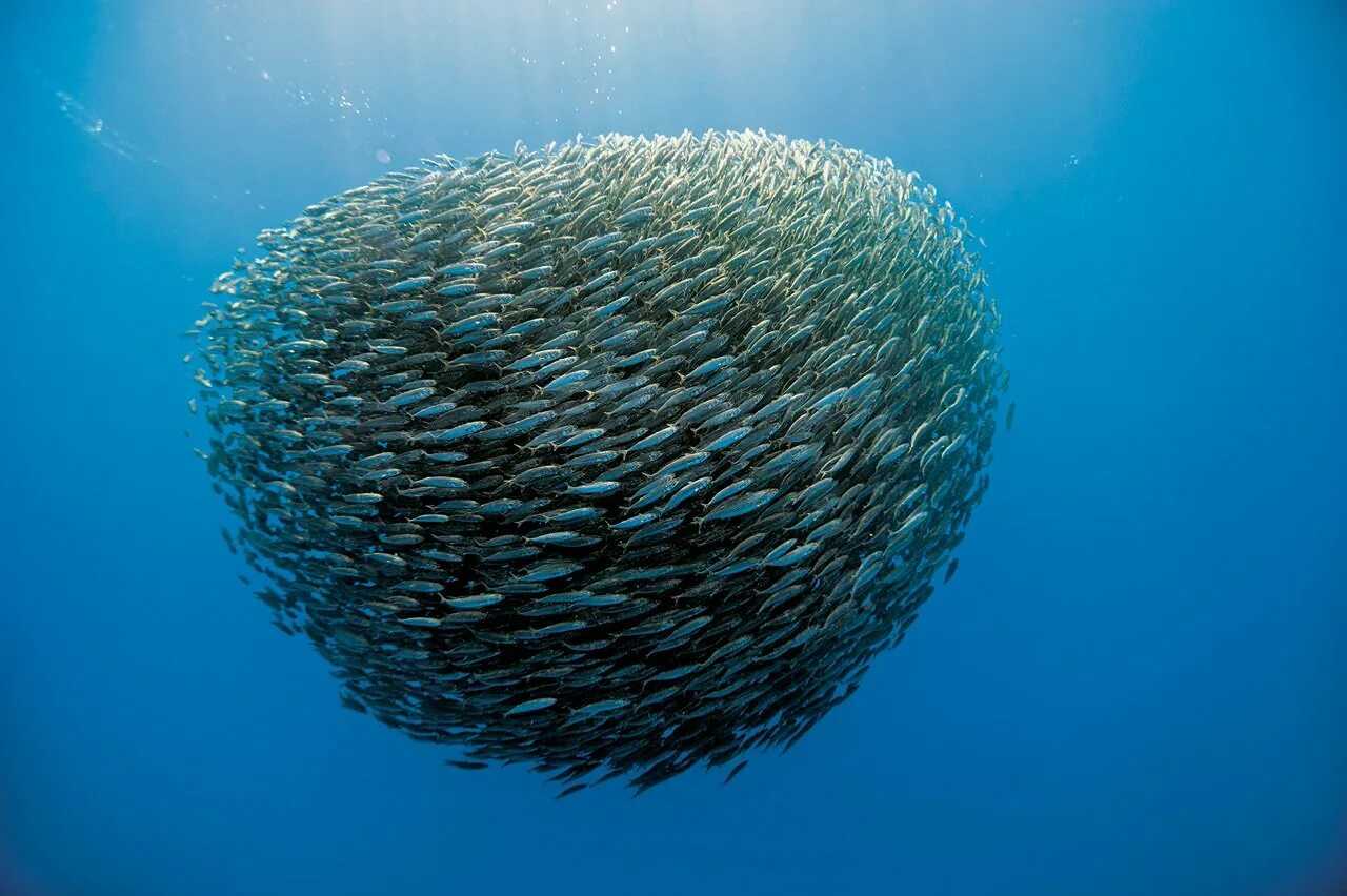 ядовитые рыбы красного моря крылатка. голубой марлин в индийском океане. рыбы тихого океана. нептун групер. китовая акула питается планктоном.