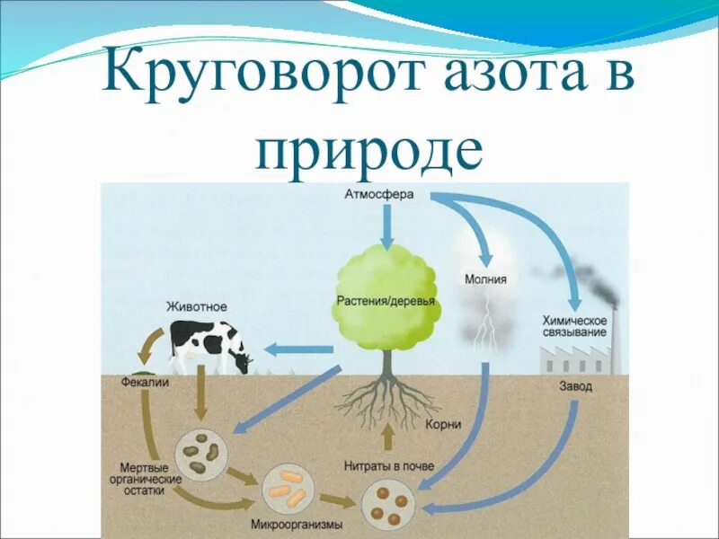 Круговорот веществ в природе 9 класс биология. Составьте схему круговорота азота. Схему круговорота вещества в биосфере азот. Круговорот углерода в биосфере. Биогенный круговорот азота.