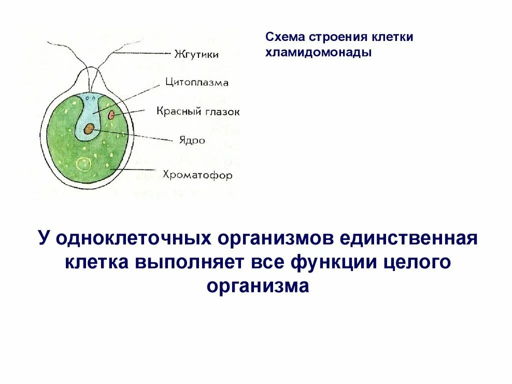Функция клетки у одноклеточных. Строение одноклеточных организмов хламидомонада. схема строения многоклеточных организмов. схема строения клетки chlamydomonas. строение клетки одноклеточных.