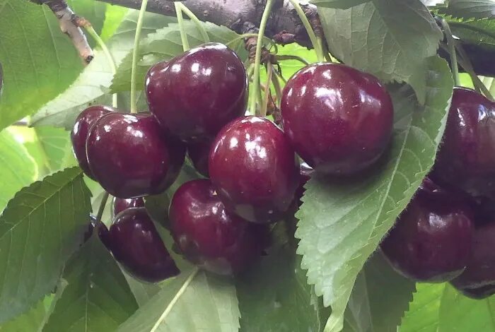 Черевишня чудо вишня описание отзывы. Черевишня дюк. черевишня дюк ночка. черевишня дюк кормилица. черевишня спартанка.