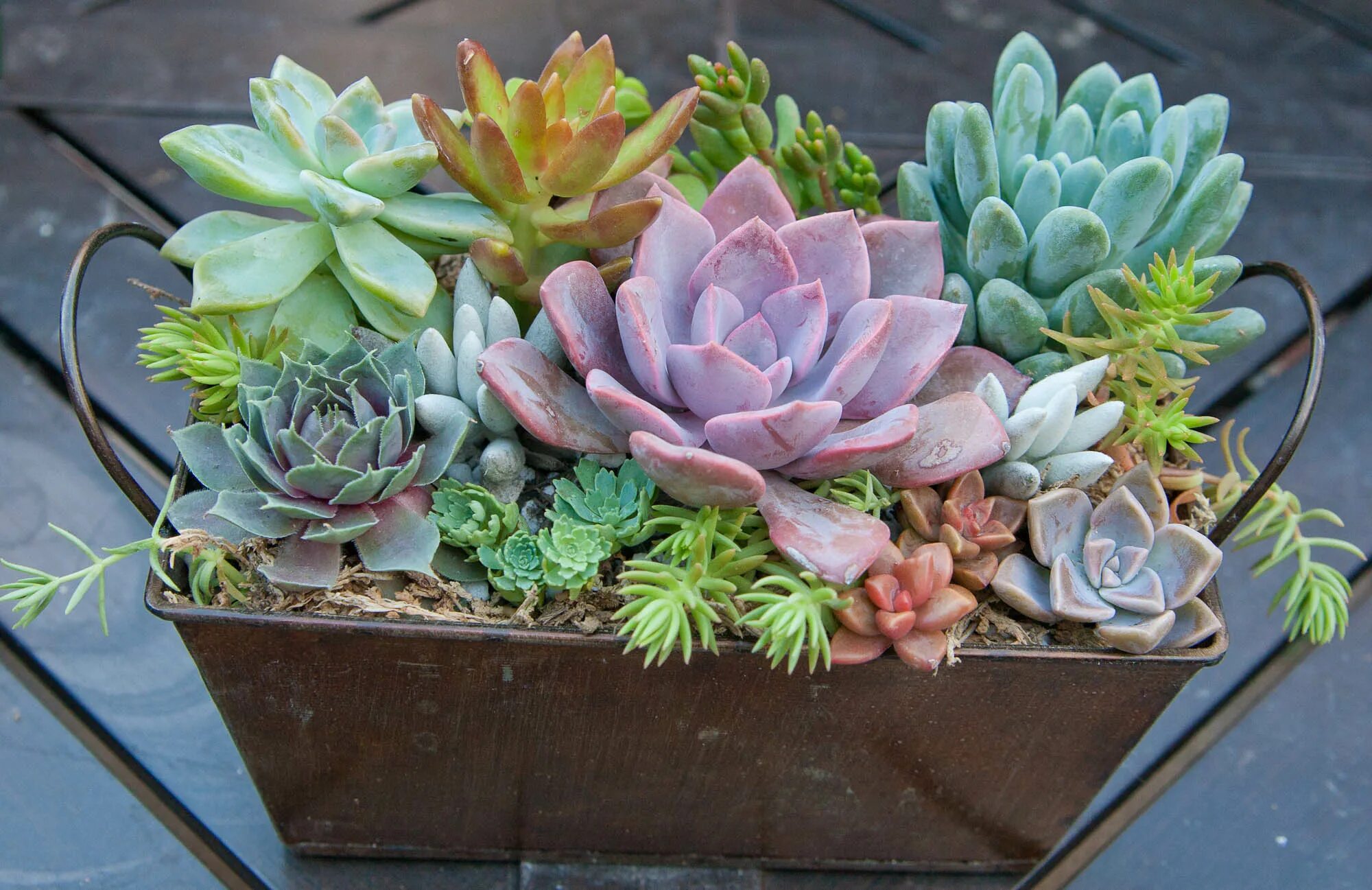 суккулент эхеверия. суккуленты дзержинск. алоэ эхеверия. виды листовых суккулентов. приспособления суккулентов.