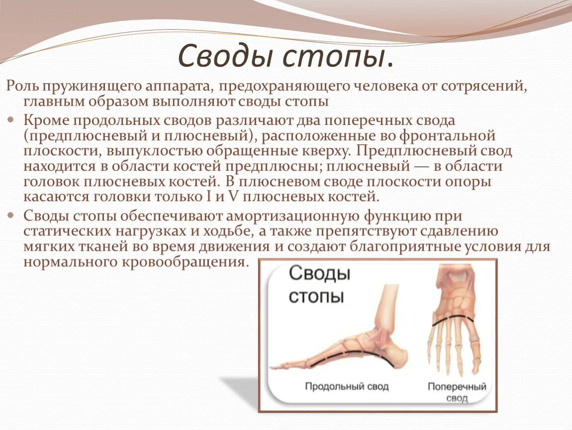 Какое значение поперечного. Поперечный свод стопы функция. Функции сводов стопы. Своды стопы образованы следующими анатомическими элементами. Предплюсневый свод стопы.