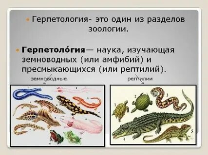 Наука которая изучает земноводных и пресмыкающихся