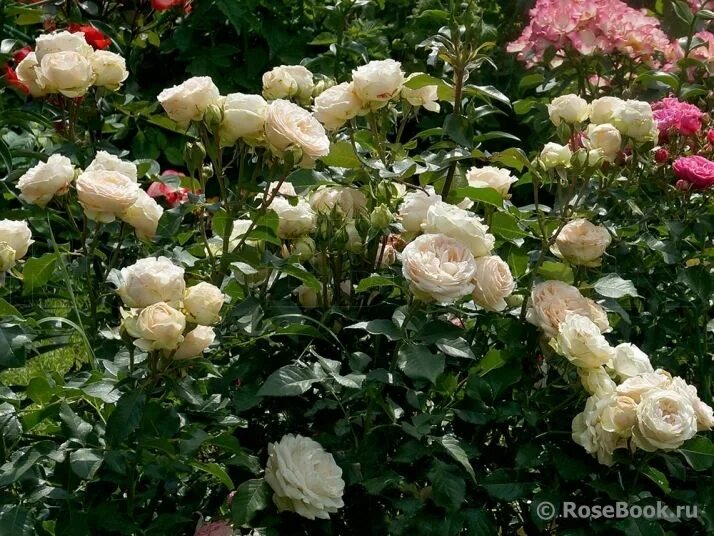 Sans souci pearl. Sans souci pearl