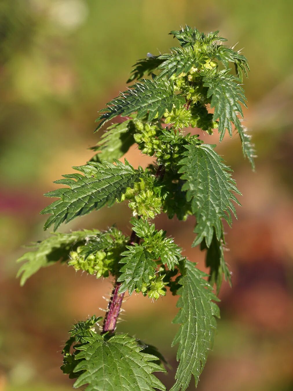 Крапива жгучее растение. Крапива Онгаонга. Крапива жгучая (Urtica urens l.). Крапива мелколистная. Крапива плосколистная (Urtica platyphylla).