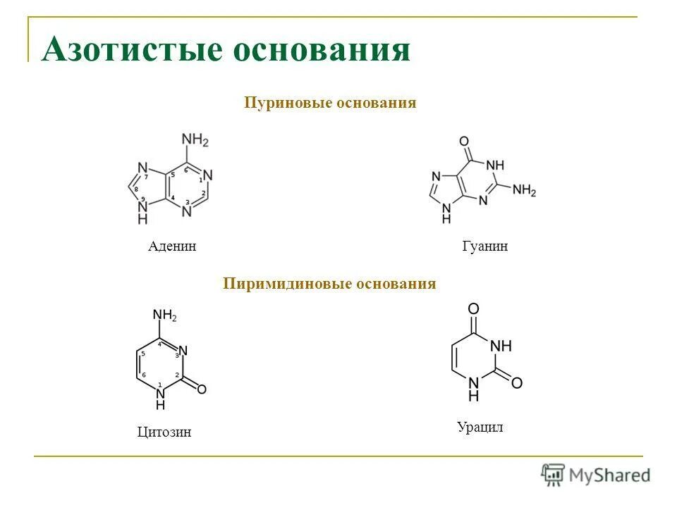 выберите комплементарные азотистые основания