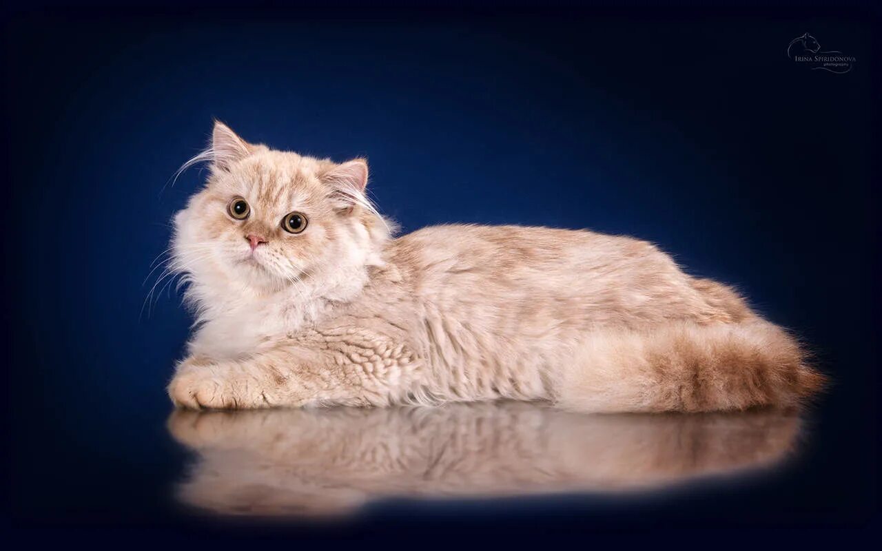 Коротко и длинношерстные кошки. Британская длинношёрстная кошка. Британская длинношерстная. Британский длинношерстный кот. Персидская длинношерстная шиншилла.