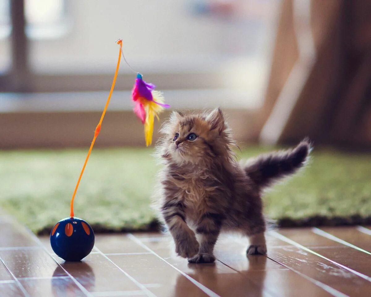 Котята играют на полу. Котенок с мячиком. Котенок играет. Милые котики. Мячик для кота.