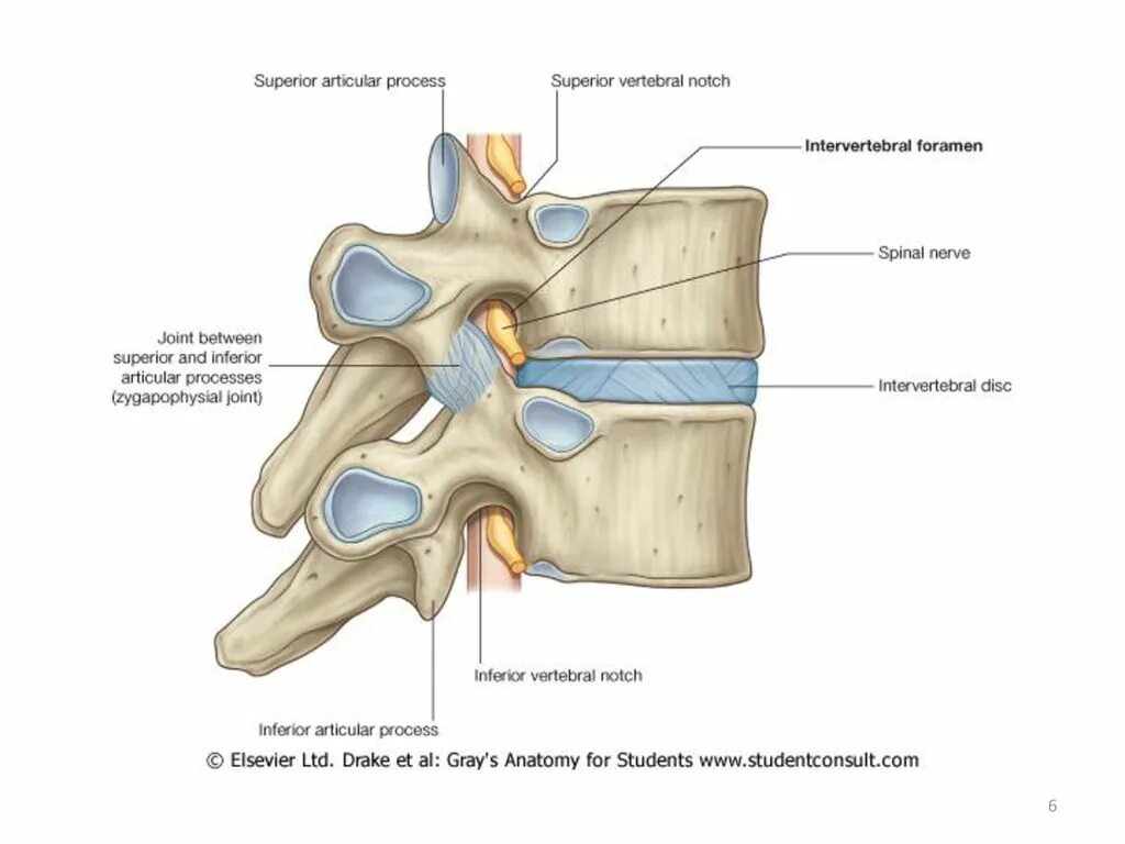 Между черепом и позвоночником. Соединение отростков позвонков анатомия. Соединение позвонков вид сбоку. Суставы поясничного отдела позвоночника анатомия. Соединение суставных отростков позвонков.