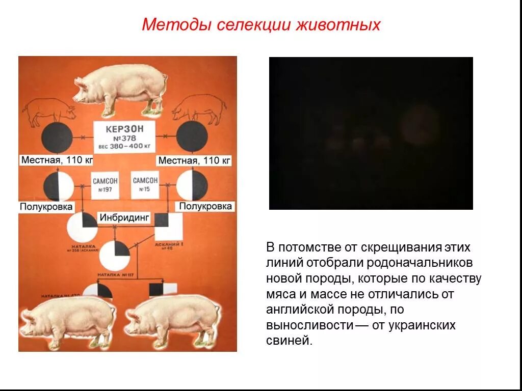 Испытание производителя по потомству в селекции животных. Селекция свиней биология 9 класс. Методы селекции животных близкородственное скрещивание. Методы скрещивания свиней.