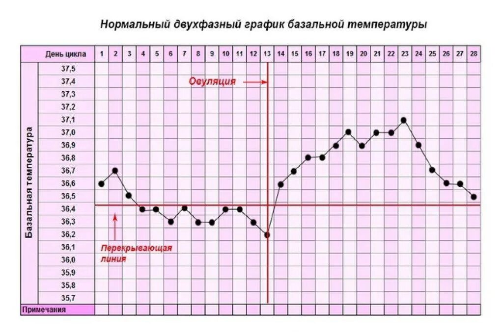 На какой неделе температура. График БТ С овуляцией и беременностью. Нормальный график базальной температуры. График базальной температуры норма с примерами. График базальной температуры беременной и небеременной.