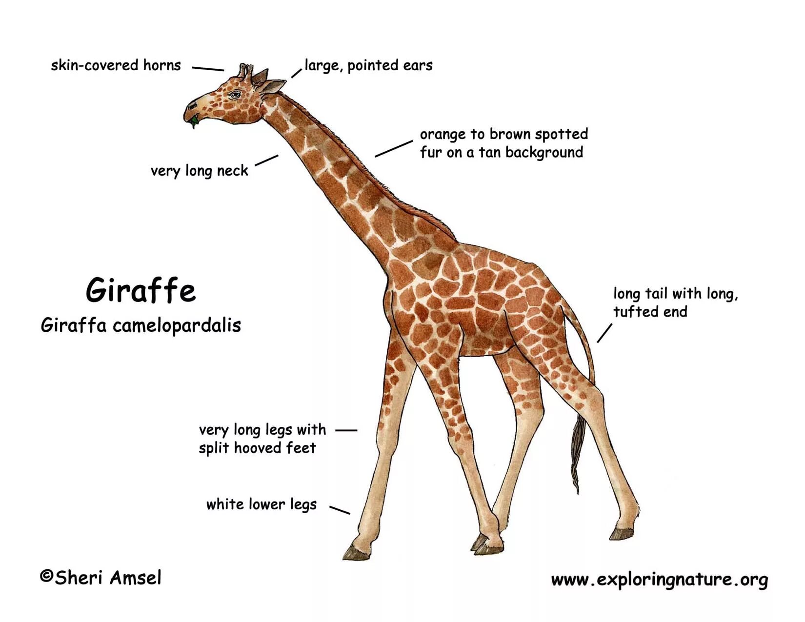 Английский 5 класс описать животных. Жираф. Части тела жирафа. Части тела жирафа по английскому. Строение тела жирафа.