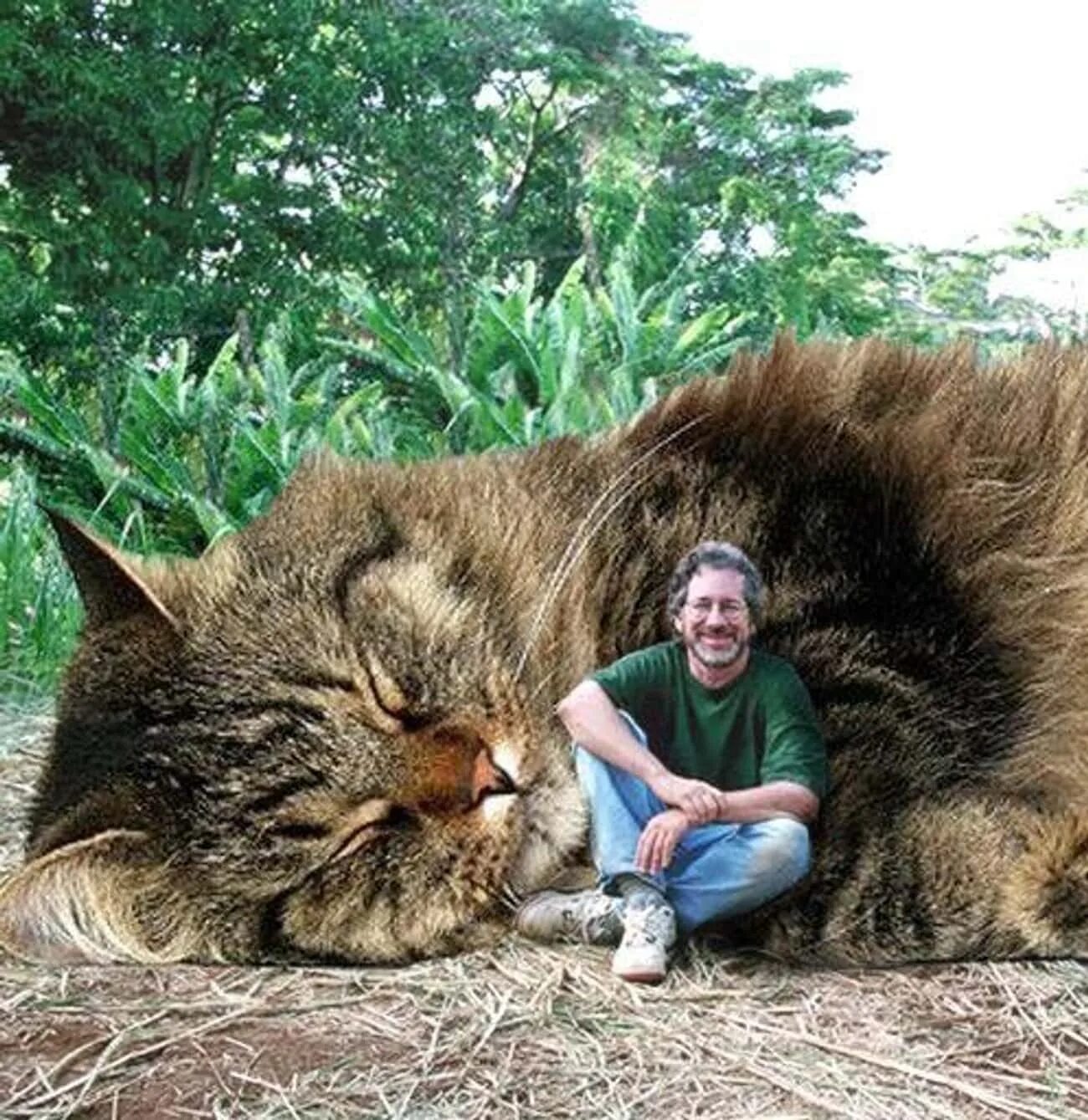 Гигантский кот Мейн кун. Мейн кун великан. Огромный кот. Огромный редкость