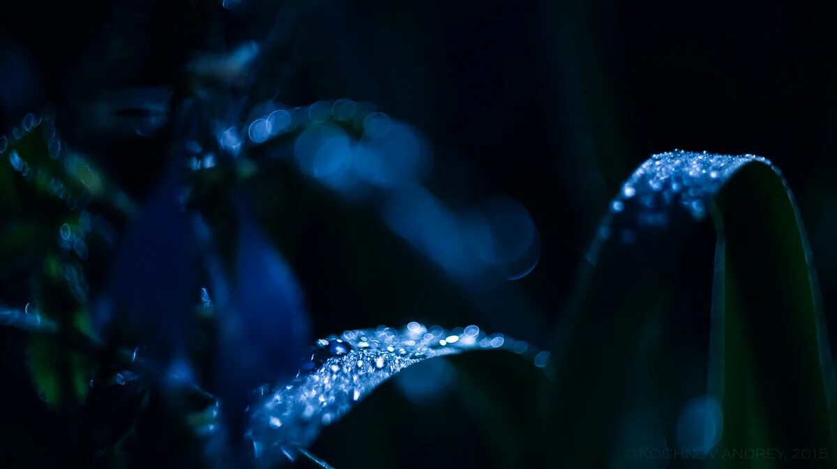 природа макро. трава макросъемка. ночная роса макро. ночная роса. роса на траве.