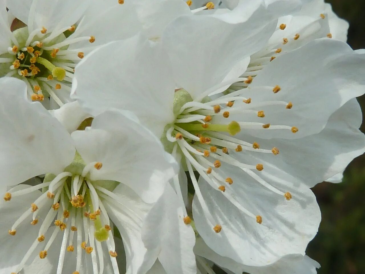 White spring. Сакура белая махровая. Цветущая вишня белая. Белое цветущее дерево. Деревья цветущие белыми цветами в мае.