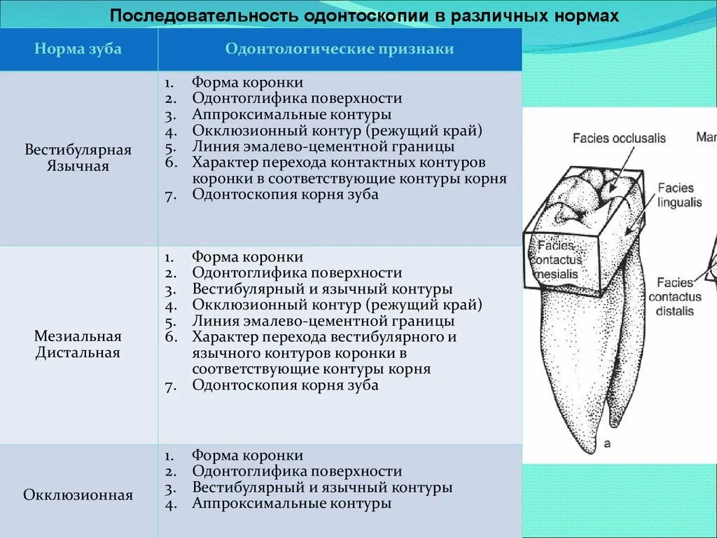 Мезиальная и дистальная поверхность зуба. Дистально вестибулярная поверхность зуба. Формы вестибулярных поверхностях зубов.