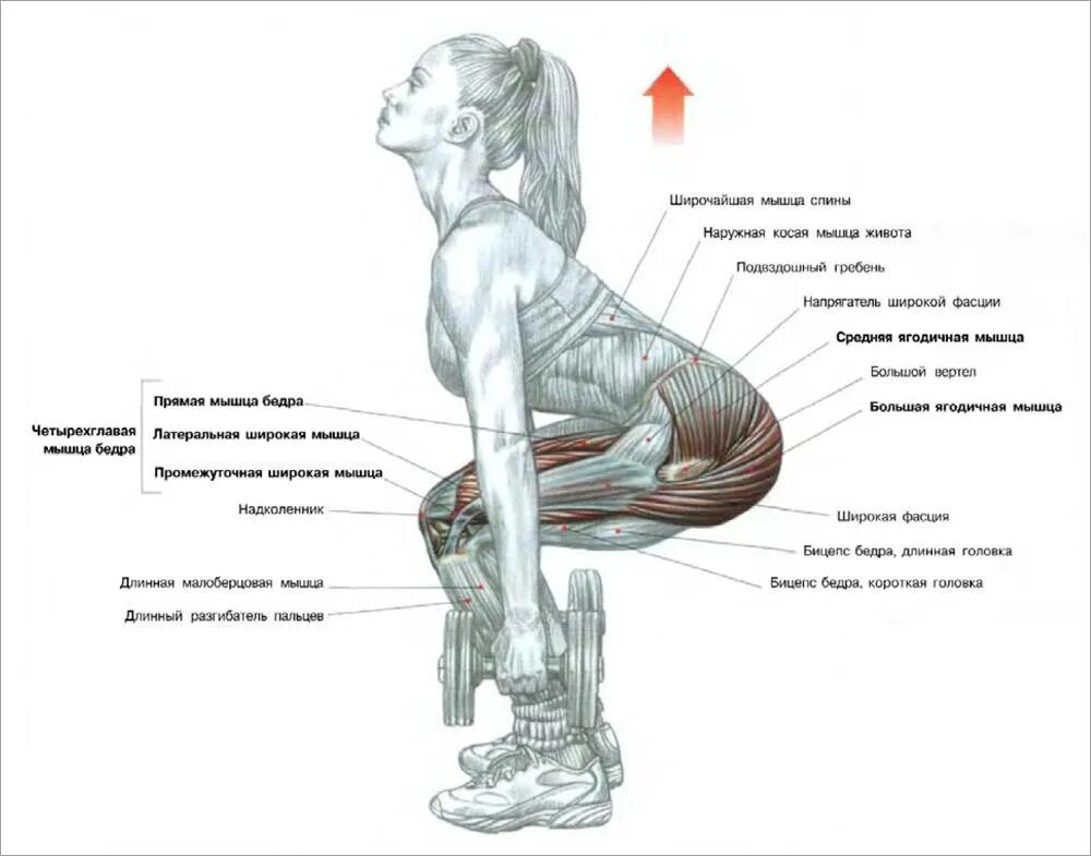 Упражнения для ягодиц приседания с гантелей. Упражнения на ягодицы схема мышц. Мышцы ягодиц анатомия и упражнения. Упражнения для накачки большой ягодичной мышцы. Что будет если делать приседания