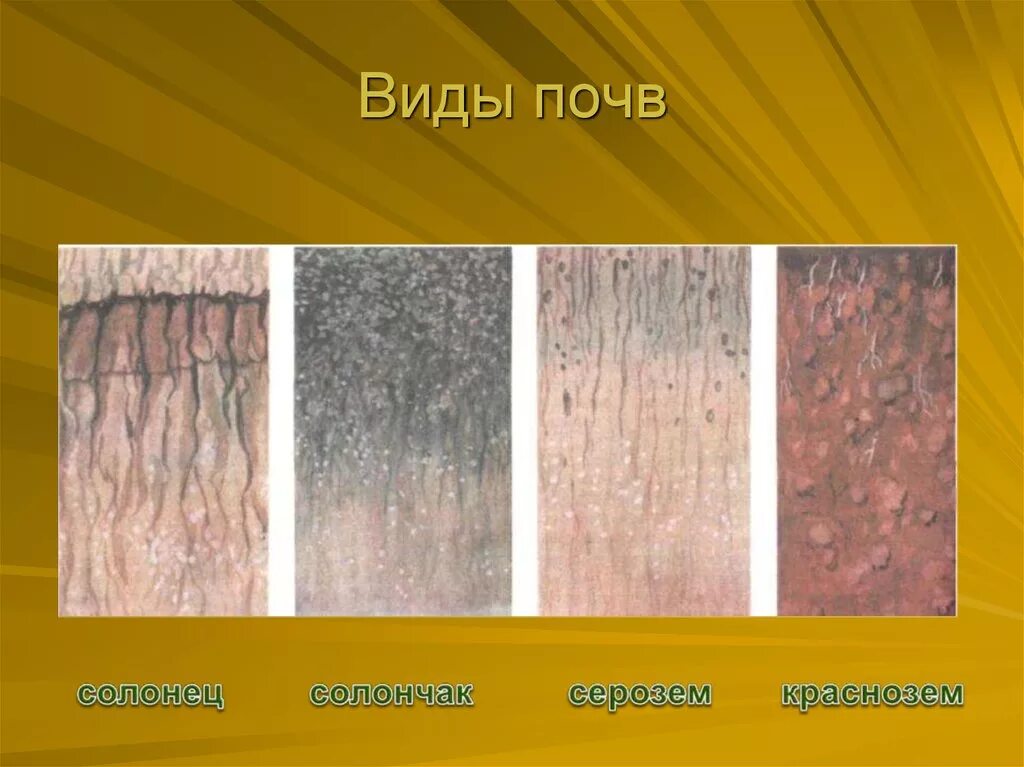 Виды почу. Виды почв. Разные типы почв. Почва типы почв.