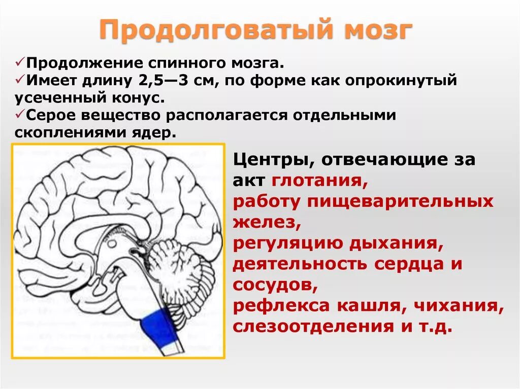 Продолговатый мозг строение и функции. Функции продолговатого мозга мозга. Функции центров продолговатого мозга. Продолговатый мозг расположение и функции. Продолговатый мозг входит в состав