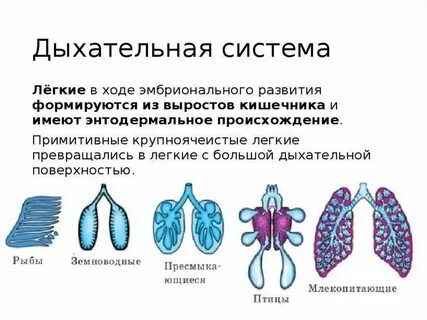 Эволюция дыхательной системы биология 8 класс