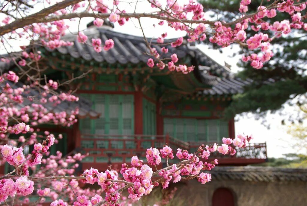 Южные сакуры. Сеул Сакура. Корея черри блоссом. Королевский дворец Сеул Сакура. Корея Сеул Сакура.
