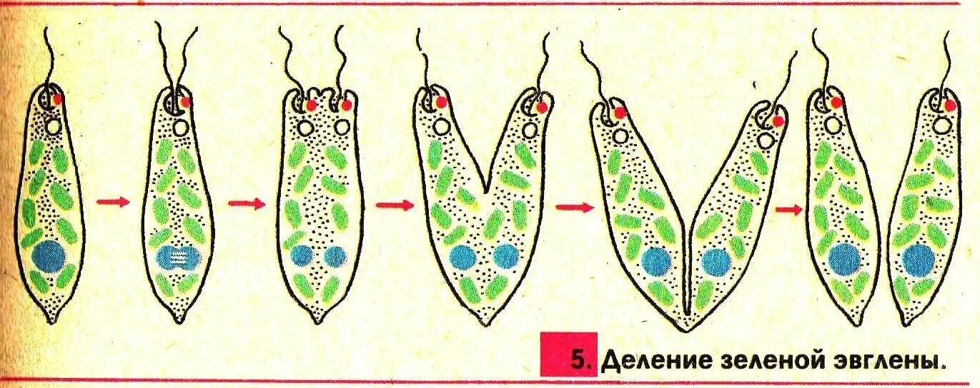 Какой способ размножения характерен для амебы. Продольное деление эвглены зеленой. Размножение эвглены зеленой. Бесполое размножение эвглены зеленой. Деление эвглены зеленой.