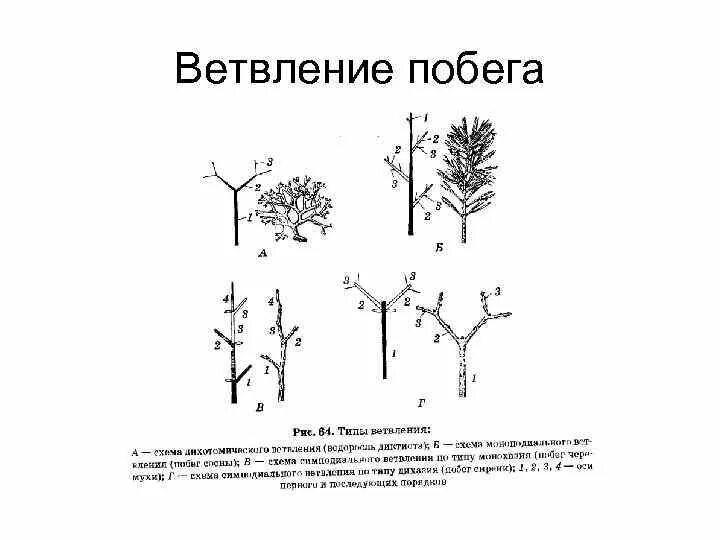 Типы нарастания. Симподиальное ветвление побега. Дихотомическое ветвление побега. Ветвление побегов моноподиальное симподиальное дихотомическое. Мутовчатое ветвление стебля.