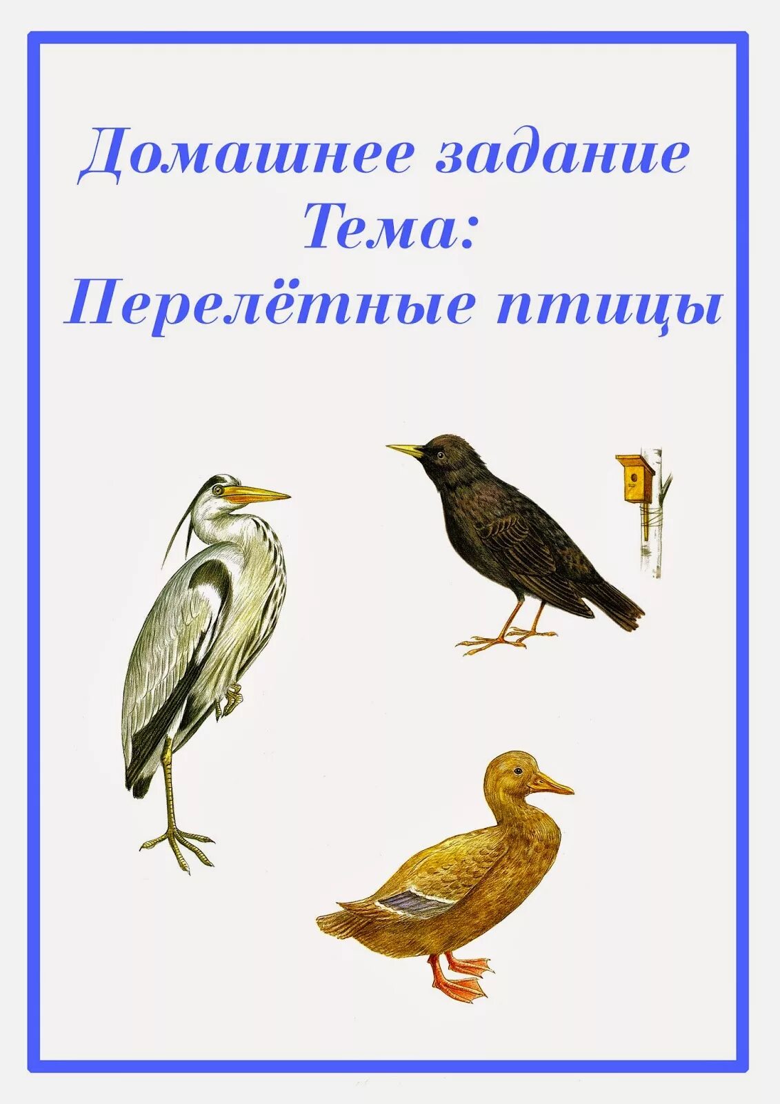 Папка передвижка птицы весной. Перелетные птицы. Консультация для родителей перелетные птицы. Консультация для родителей перелетные птицы в средней группе. Домашнее задание на тему перелетные птицы.