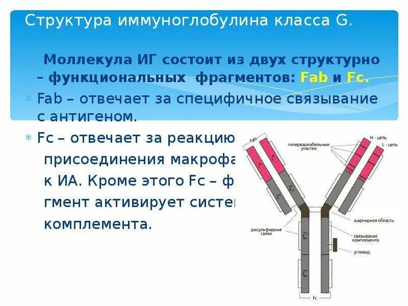 FC фрагмент иммуноглобулина g. Функции FC фрагмента иммуноглобулина. Схема иммуноглобулина g микробиология. Строение иммуноглобулина g FC.