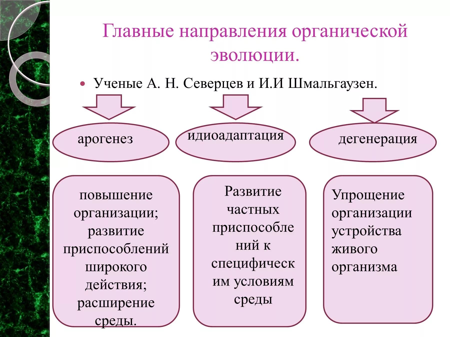 Направления эволюции определение. Направления эволюции таблица биология. основные оправдания эволюции. основное направление эволюции. главные направления органической эволюции.
