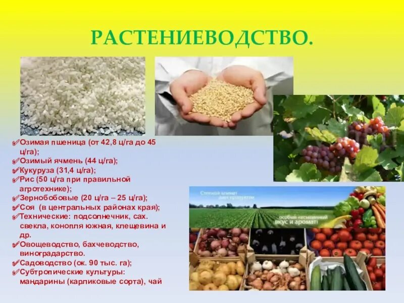 Растениеводство доклад. Отрасли растениеводства в Краснодарском крае. Сообщение о отрасли растениеводства. Экономика Краснодарского края.