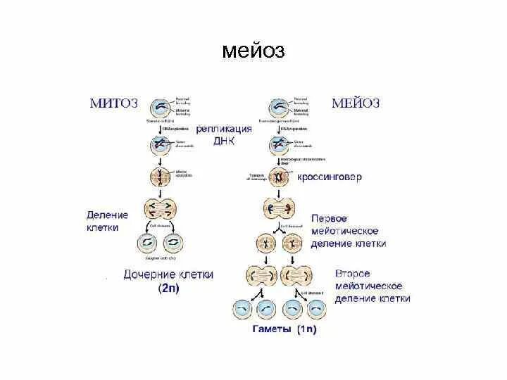 Кроссинговер при митозе и мейозе. Схема кроссинговера при мейозе. Схема митоза и мейоза. Мейоз кроссинговер лекция. Результатом мейоза является новые клетки