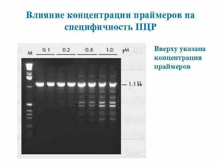 Праймер биология. Праймеры для ПЦР. Обратный праймер ПЦР. Исходные компоненты ПЦР. Прямой и обратный Праймеры в ПЦР.