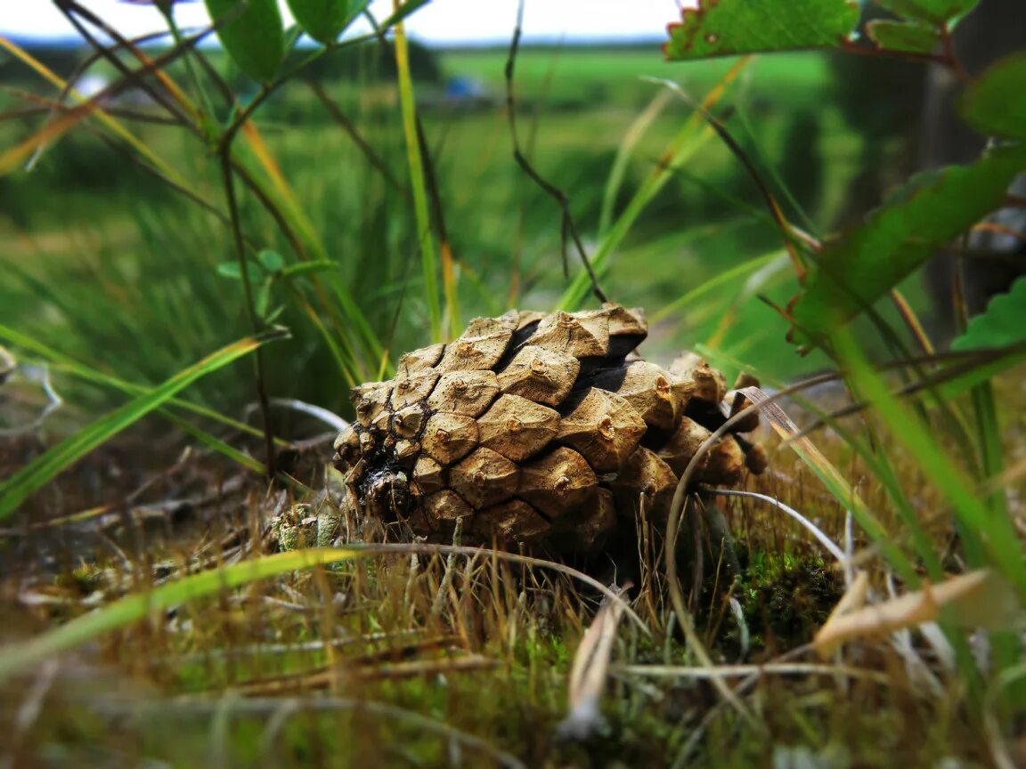 Шишки и хвойный опад. Шишки на земле в лесу. Шишки летом. Падение шишек. Падение шишек.