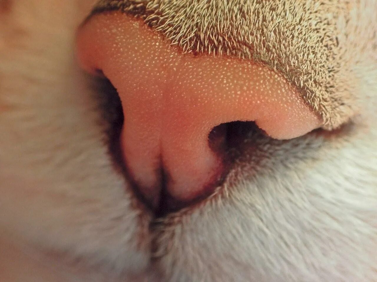 Мокрый нос у кота. Нос кошки. Кошачий носик. Кошкин нос.